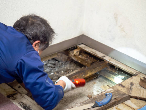 Best Emergency Mold Removal  in Russellville, AL