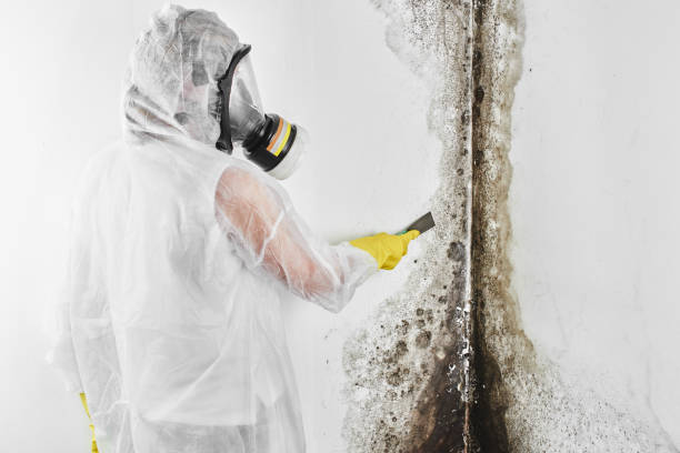 Best Certified Mold Removal  in Russellville, AL