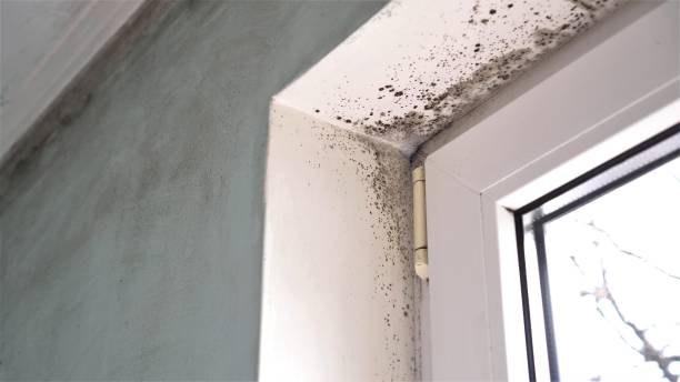 Best Mold Testing  in Russellville, AL
