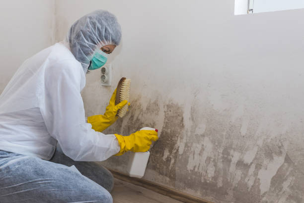 Best Attic Mold Removal  in Russellville, AL