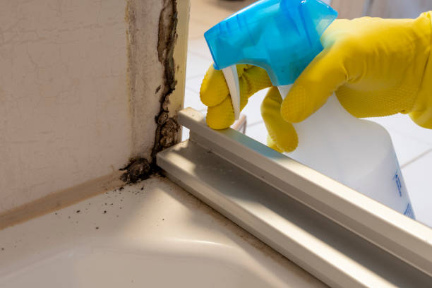 Best Mold Damage Repair  in Russellville, AL