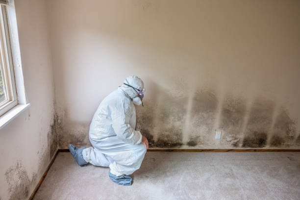 Best Mold Remediation  in Russellville, AL