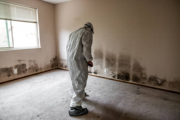 Best Commercial Mold Removal  in Russellville, AL