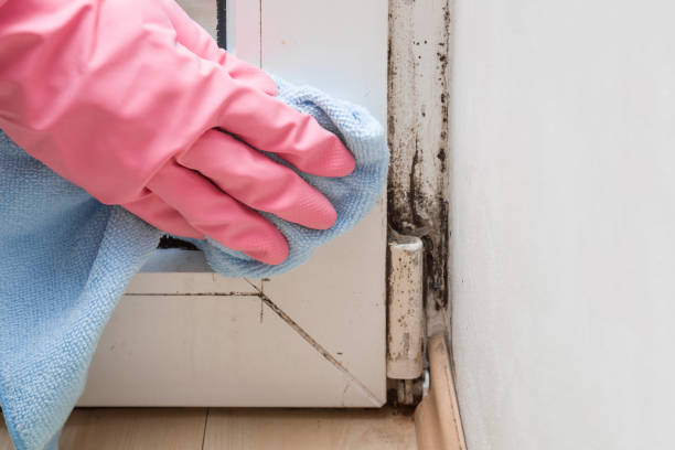 Crawl Space Mold Removal in Russellville, AL