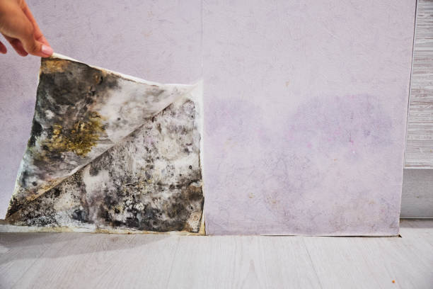 Best Mold Removal and Inspection  in Russellville, AL